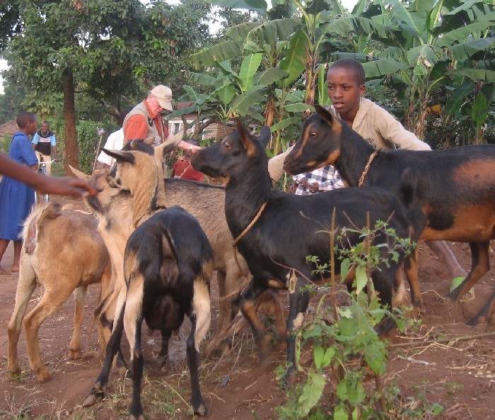 giving away goats