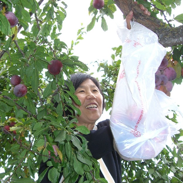 Kim picking plums in San Lorenzo ~ 2007
